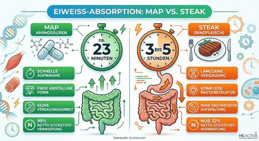 MAP Aminosäuren: Wirkung & Master Amino Acid Pattern