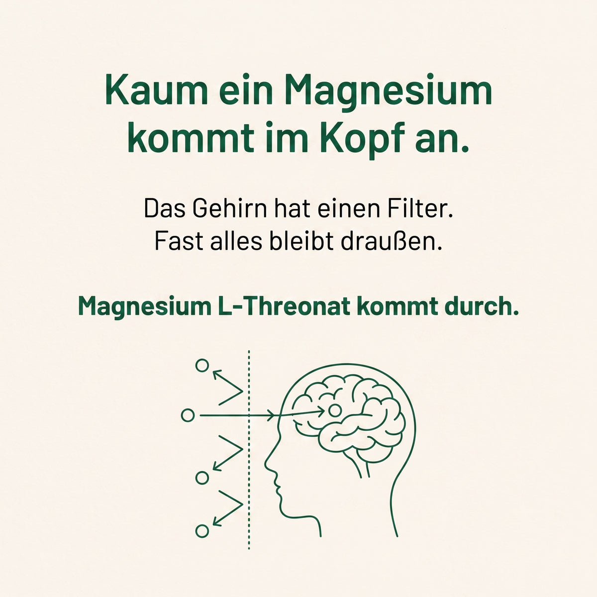 Warum kaum ein Magnesium im Gehirn ankommt - Magnesium L-Threonat kommt durch die Filterschranke des Gehirns