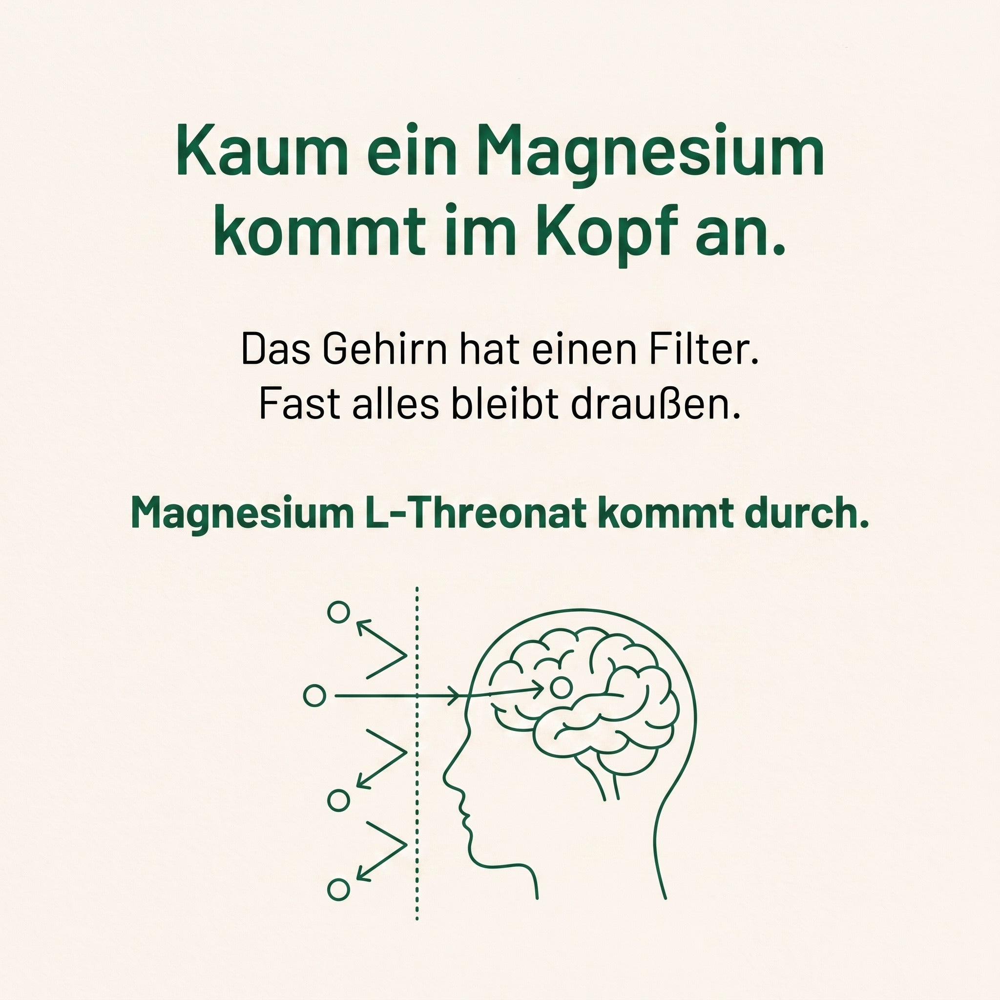 Warum kaum ein Magnesium im Gehirn ankommt - Magnesium L-Threonat kommt durch die Filterschranke des Gehirns